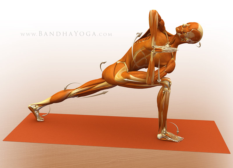 <strong>Pavrta Parsvakonasa</strong> - This image is from <em>Anatomy for Vinyasa Flow and Standing Poses</em> in the <em>Yoga Mat Companion</em> Series